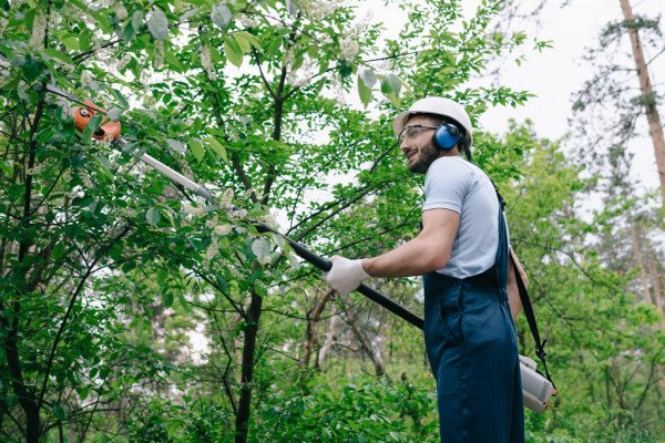 Professional tree trimming in Palm Beach FL for a healthy residential palm tree