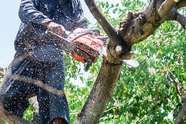 Safe tree removal in Palm Beach FL beside a landscaped coastal property