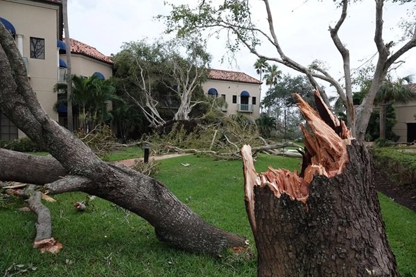Storm recovery tree service in Palm Beach FL removing broken branches