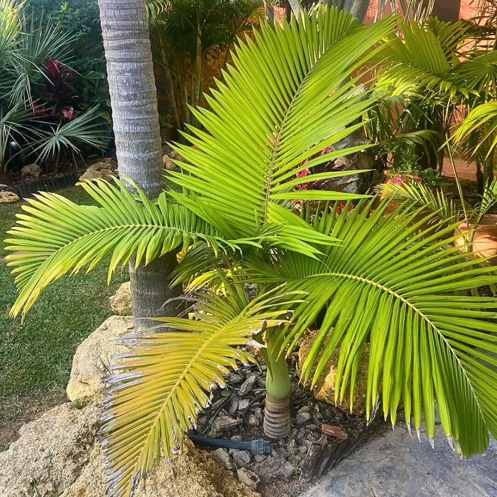 Arborist inspecting shrub leaves and soil near upscale residential landscape bed