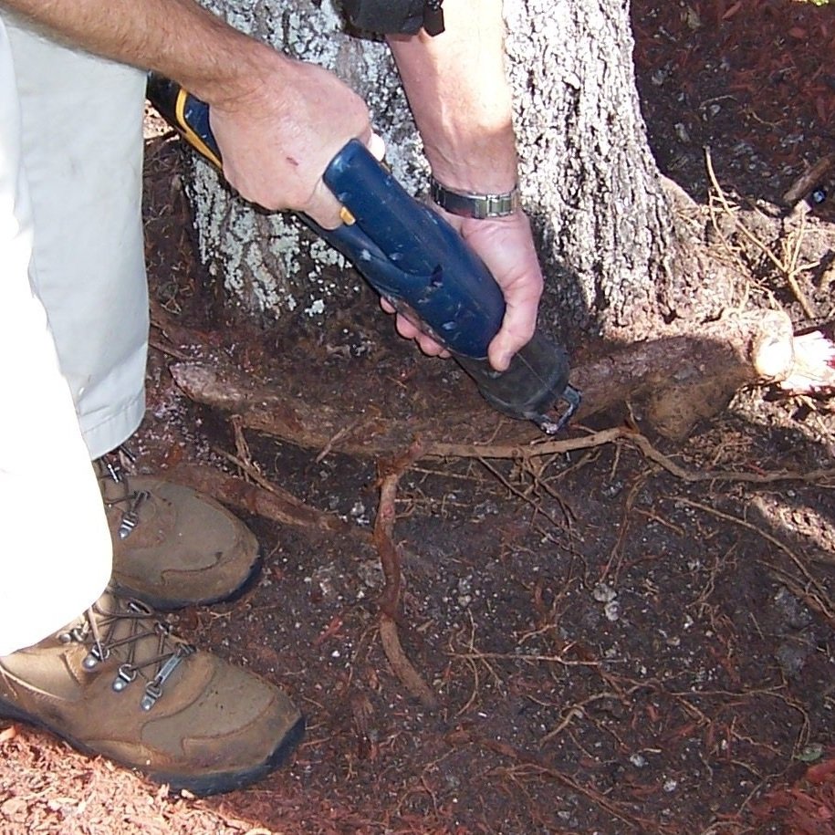 Arborist exposing surface roots beside cracked walkway at residential property