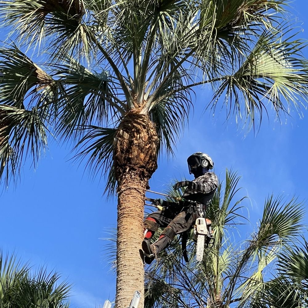 Crew removing storm-damaged tree leaning over Palm Beach driveway and front lawn
