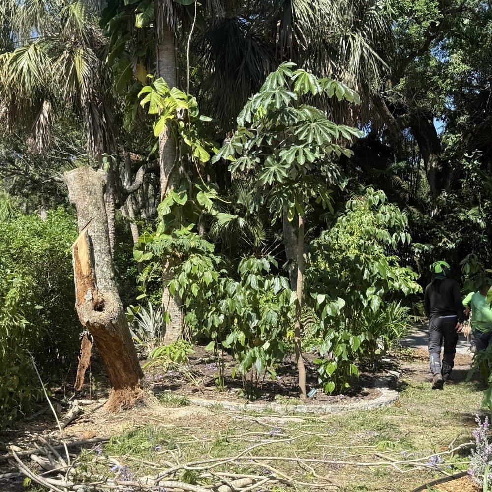 Arborist cutting unstable storm-split tree sections using controlled removal techniques