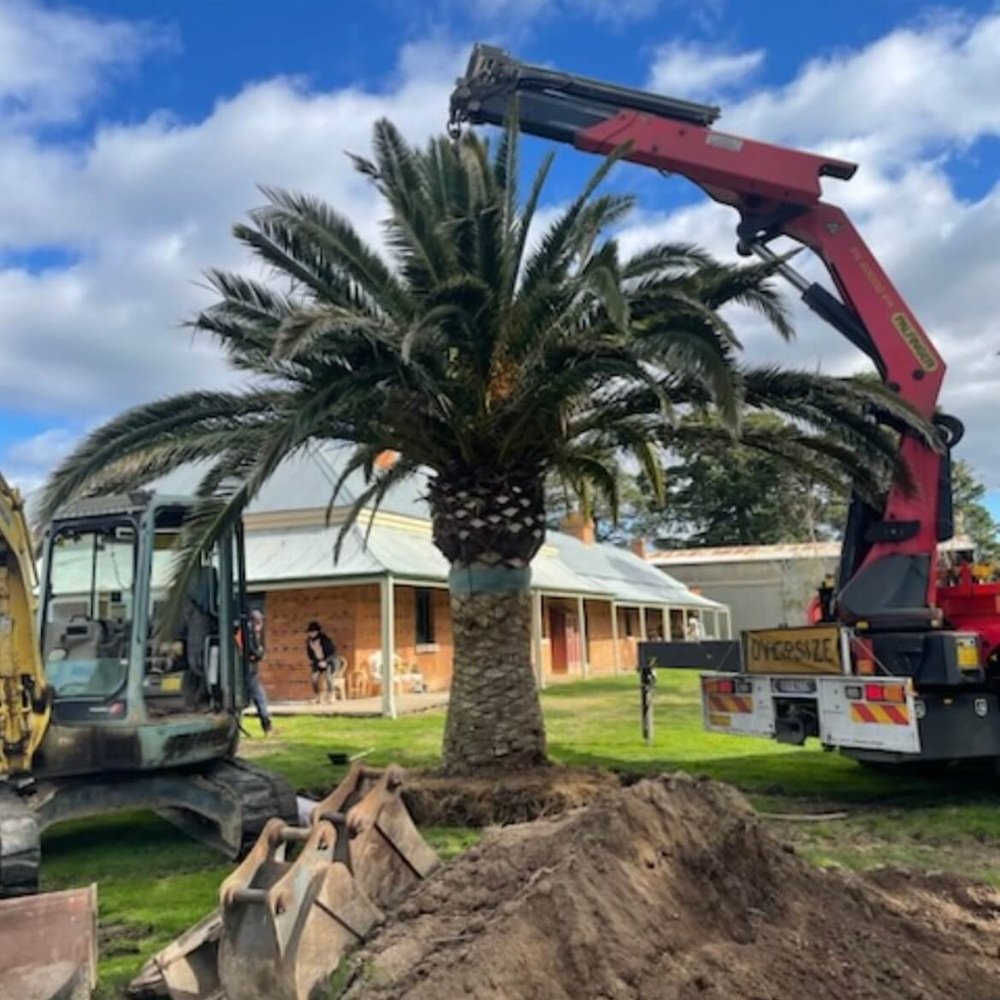 New shade tree being planted beside a Palm Beach front yard walkway