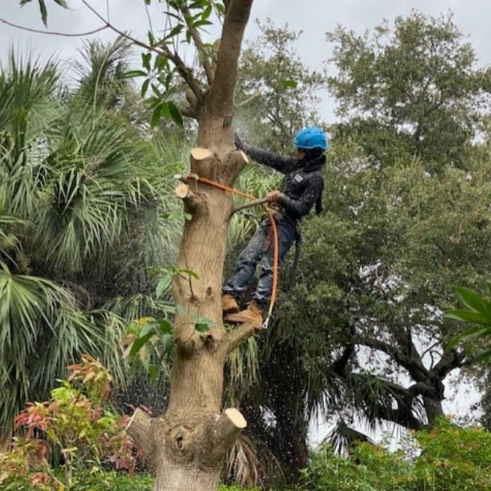 arborist palm beach