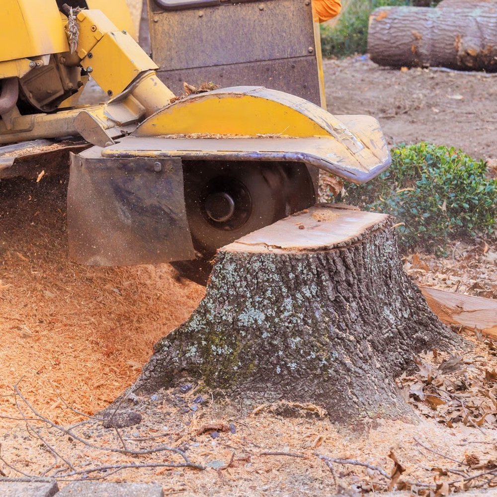 Crew grinding backyard stump to clear space for new sod installation